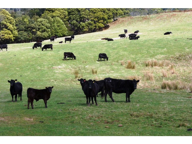29371 Tasman Highway, Weldborough TAS 7264