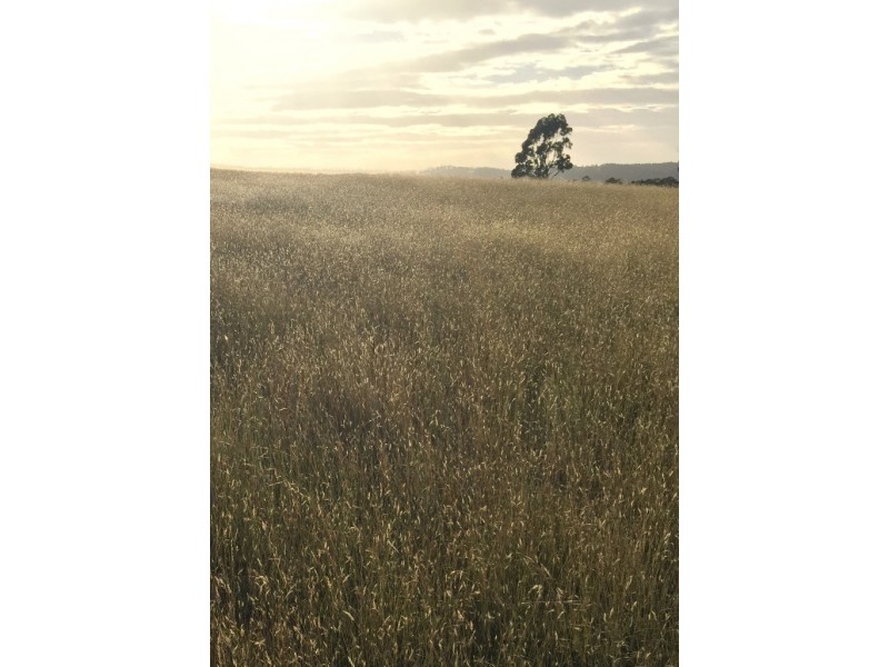 Lot 1 Bresnehans Road, Little Swanport TAS 7190