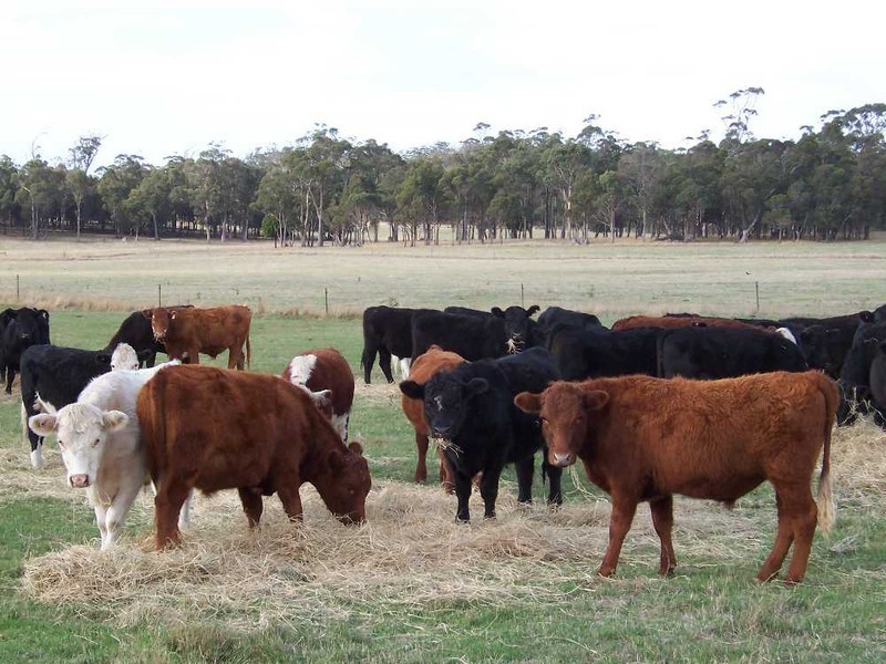 161 Back Creek Road, Pipers River TAS 7252