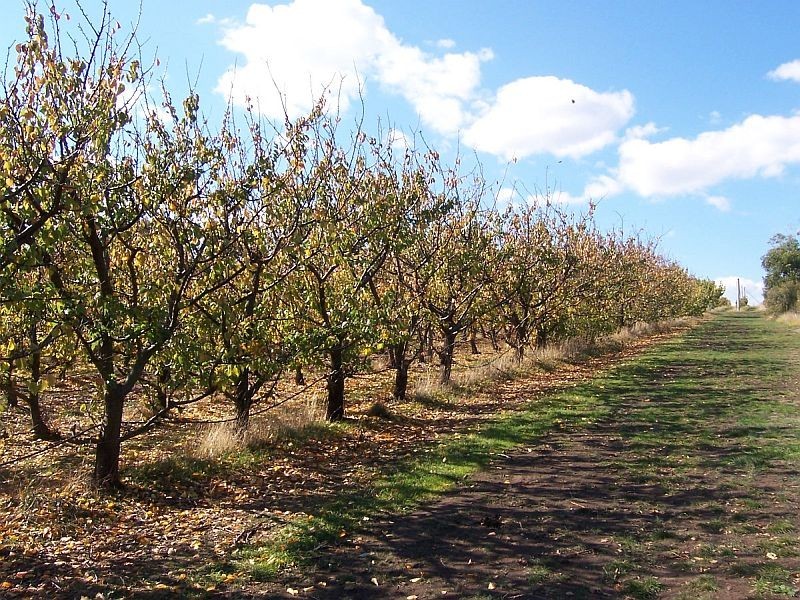 Sorell TAS 7172