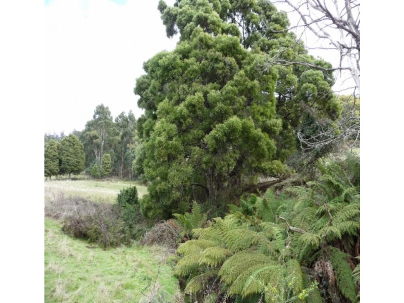 Karoola TAS 7267