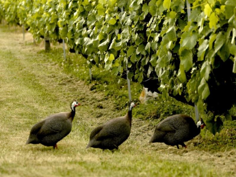 Cambridge TAS 7170