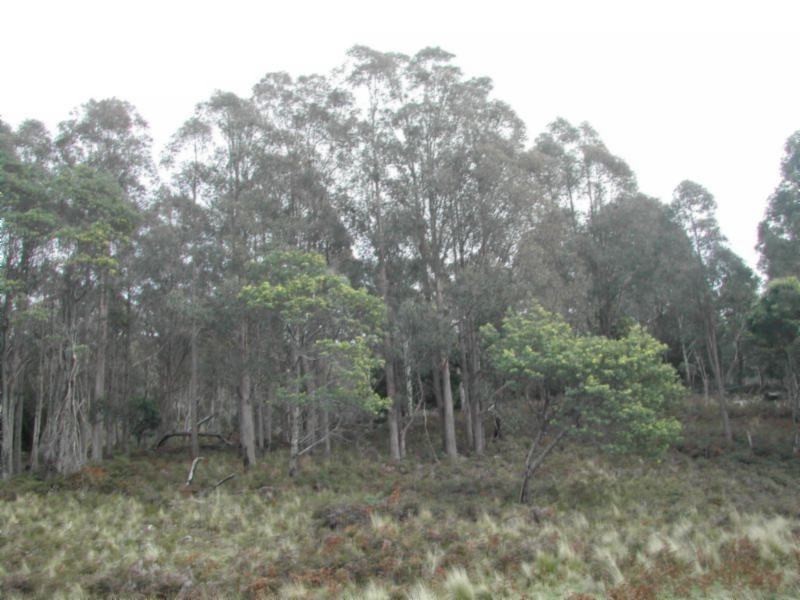 947 Sawpit Hill Road, Blessington TAS 7212