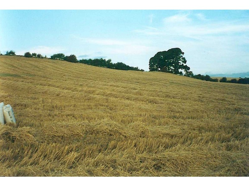 White Hills TAS 7258