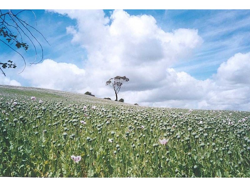 White Hills TAS 7258