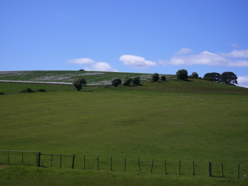 White Hills TAS 7258