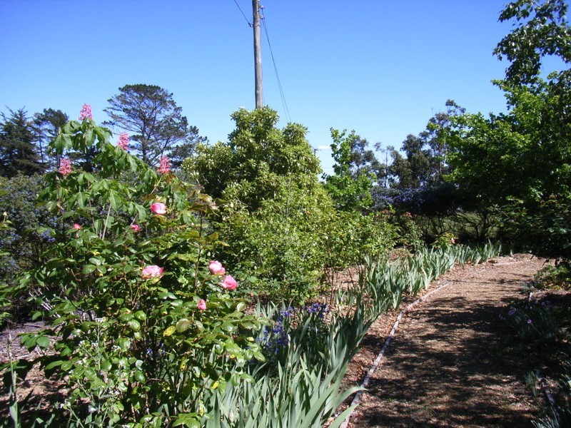 White Hills TAS 7258