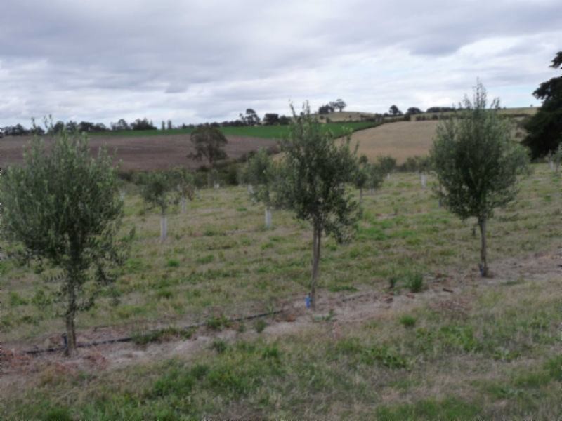 White Hills TAS 7258