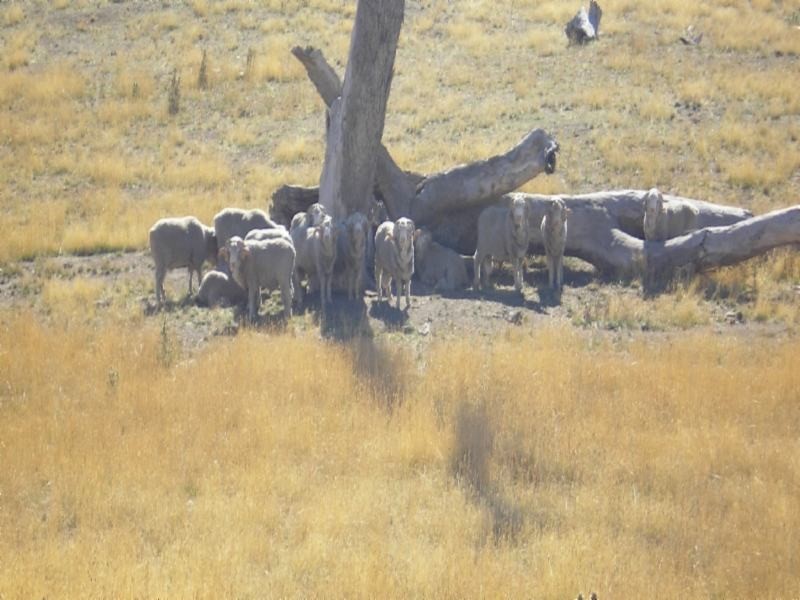 York Plains TAS 7120