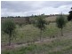 White Hills TAS 7258