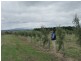 White Hills TAS 7258