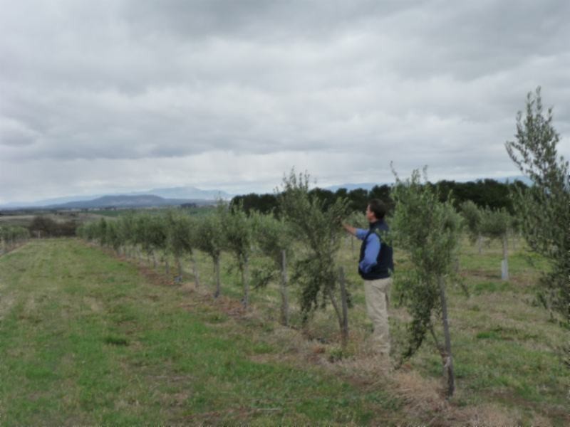 White Hills TAS 7258