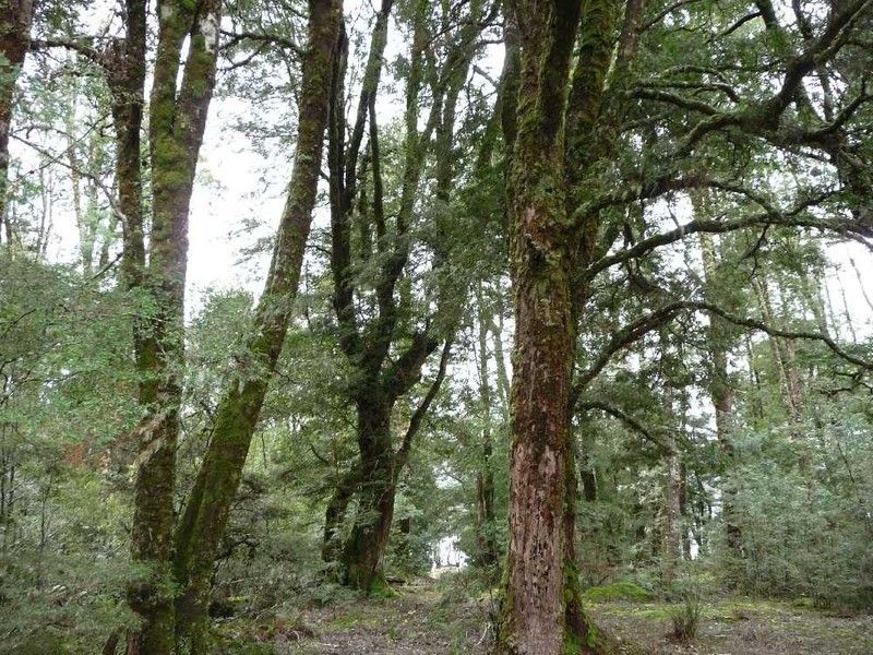 Cradle Mountain TAS 7306