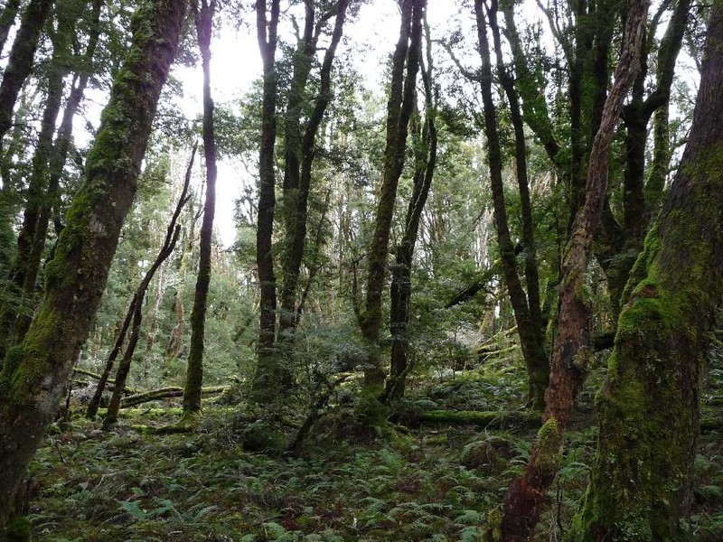 Cradle Mountain TAS 7306