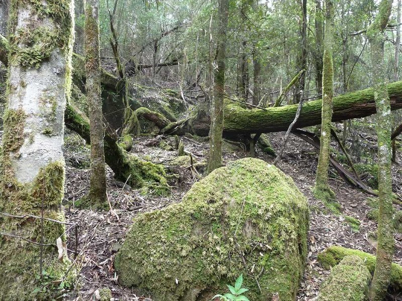 55 Dalrymple Road, Mount Direction TAS 7252