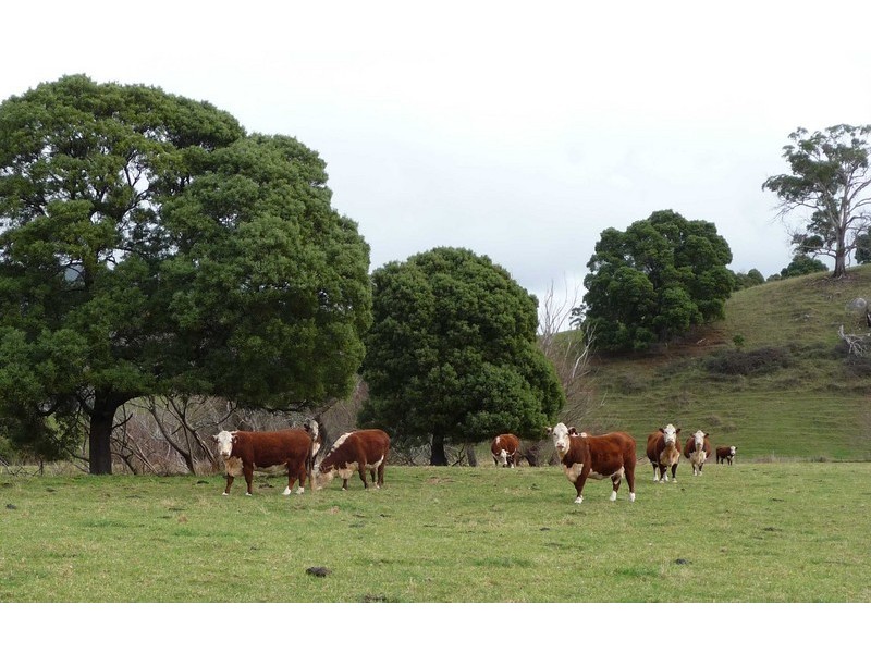 “St Columba” 395 St Columba Falls Road, Pyengana TAS 7216