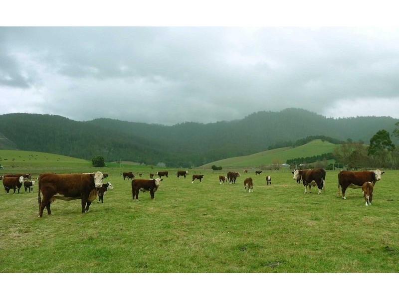 “St Columba” 395 St Columba Falls Road, Pyengana TAS 7216