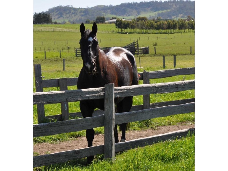 77 Branders Road, Orielton TAS 7172