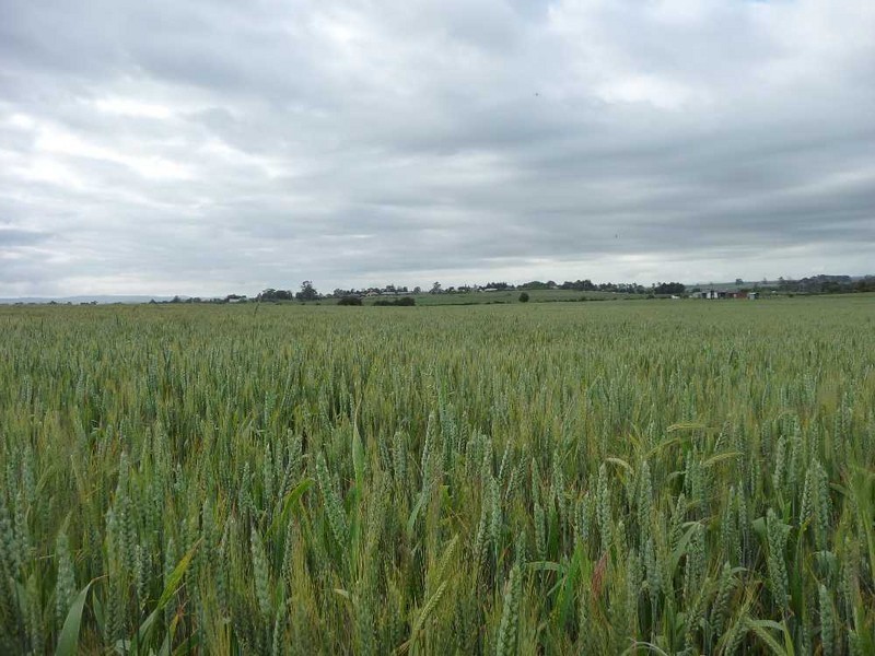 “Riverview” 84 Trafalgar Lane, Evandale TAS 7212