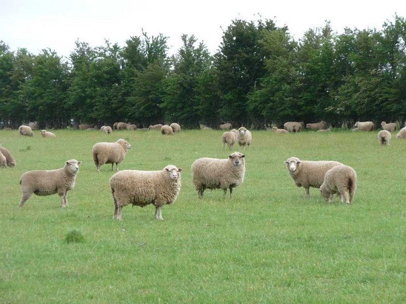 “Riverview” 84 Trafalgar Lane, Evandale TAS 7212