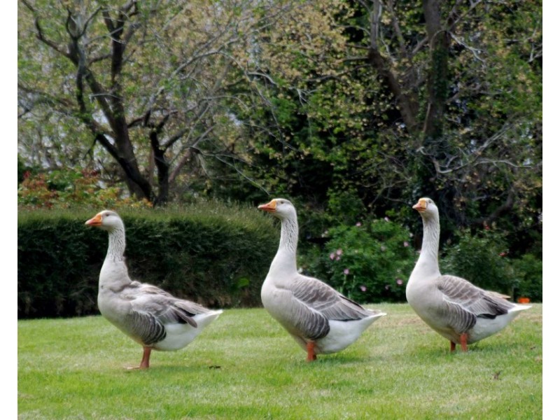 Arcadian Downs 699 Relbia Road, Relbia TAS 7258