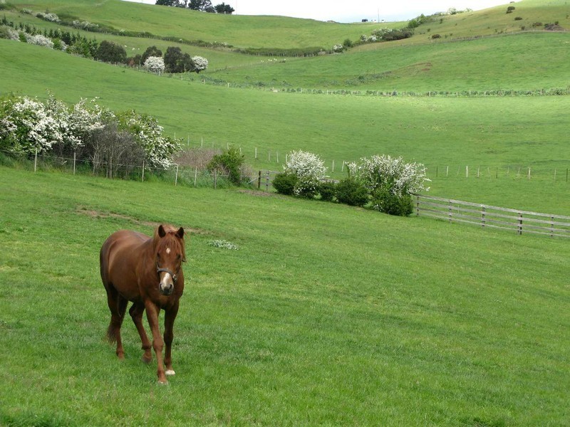 Arcadian Downs 699 Relbia Road, Relbia TAS 7258