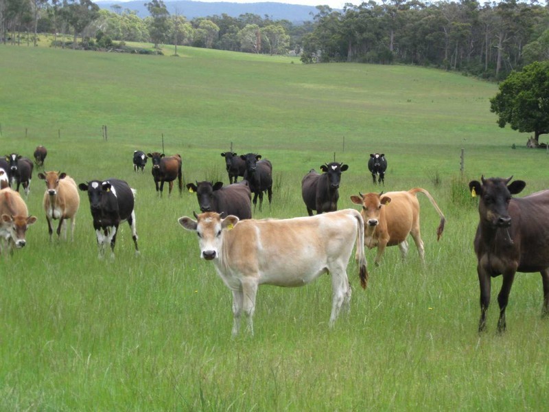 “Redland” 63 Red Road, Pipers River TAS 7252