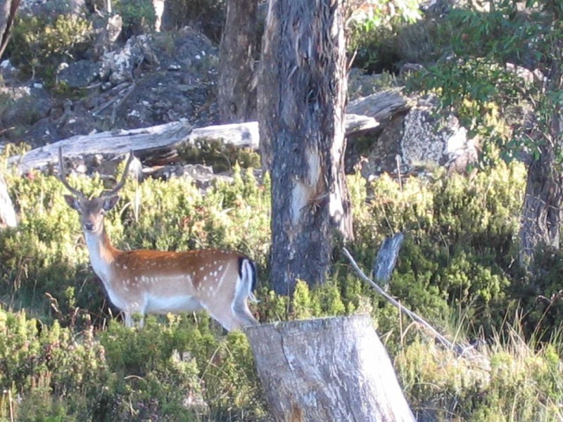 Central Highlands Retreat, Bronte Park TAS 7140