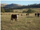 “Woodstock” 199 Williams Road, Tea Tree TAS 7017