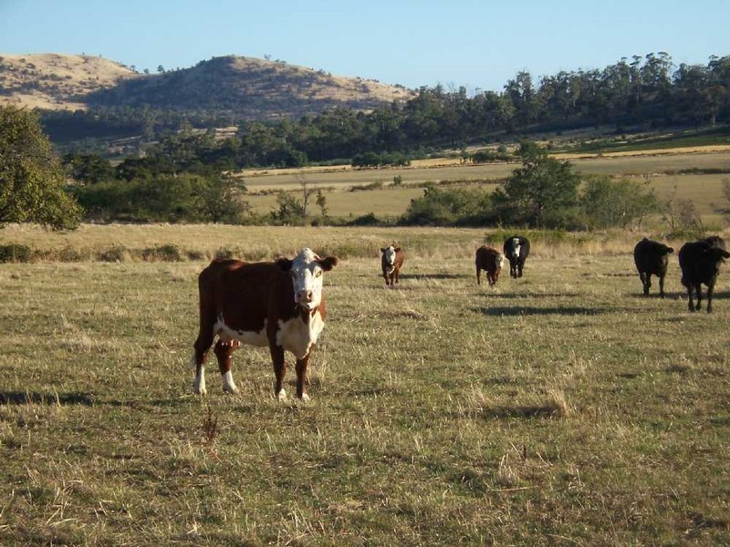“Woodstock” 199 Williams Road, Tea Tree TAS 7017