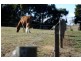 “Glen Laurus” 194 Relbia Road, Relbia TAS 7258