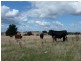 “Harmony” 118 Four Springs Road, Selbourne TAS 7292