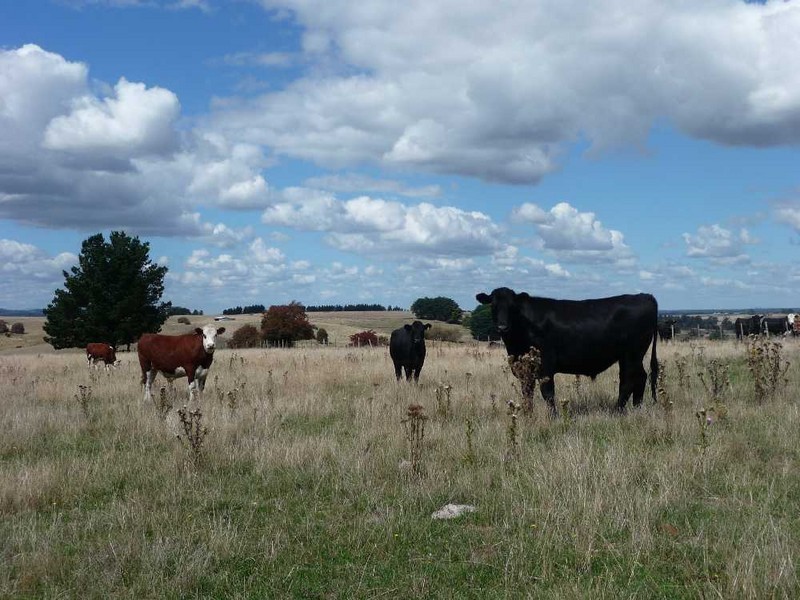 “Harmony” 118 Four Springs Road, Selbourne TAS 7292