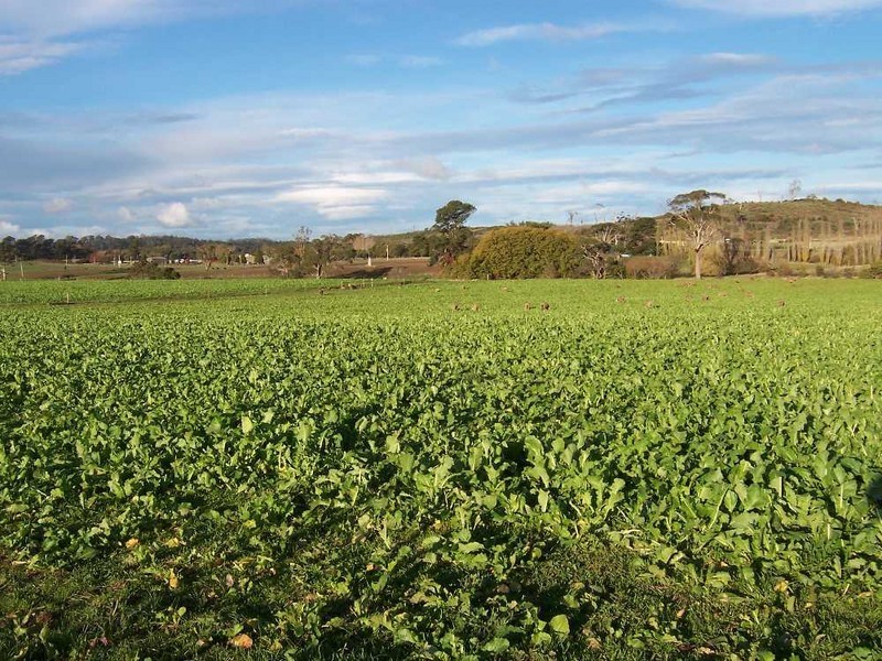 38 Westwood Road, Hadspen TAS 7290