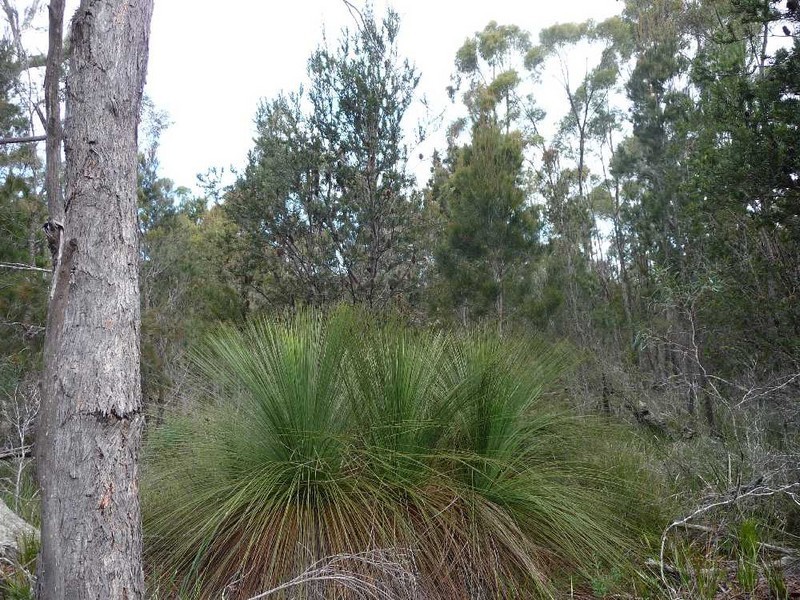MG8 Forestry Road, Avoca TAS 7213