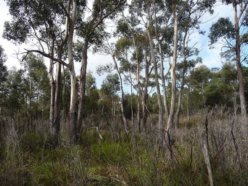 MG8 Forestry Road, Avoca TAS 7213