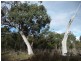 MG8 Forestry Road, Avoca TAS 7213