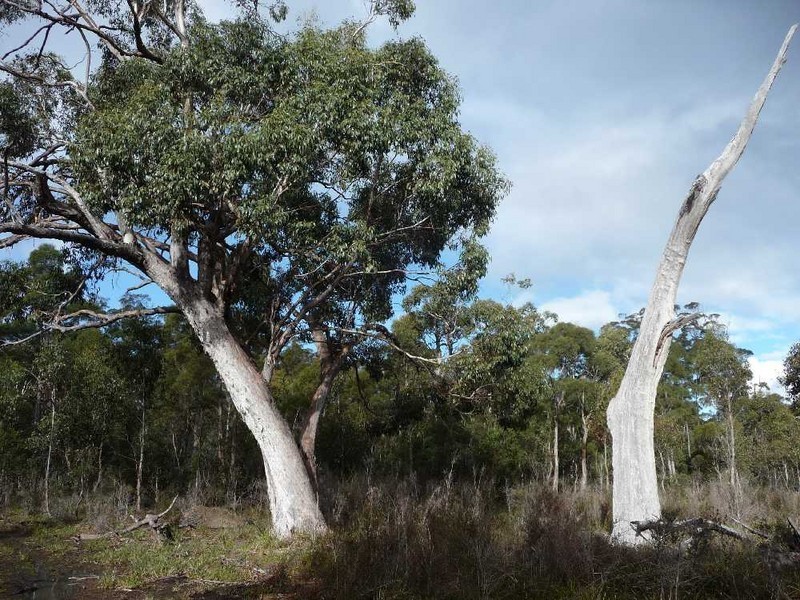 MG8 Forestry Road, Avoca TAS 7213