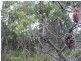 MG8 Forestry Road, Avoca TAS 7213