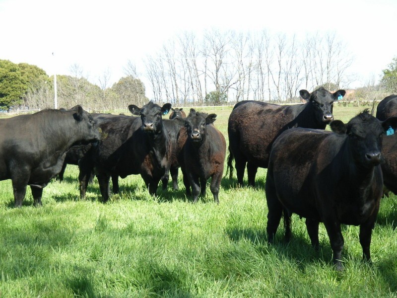 5456 Bridport Road, Pipers River TAS 7252