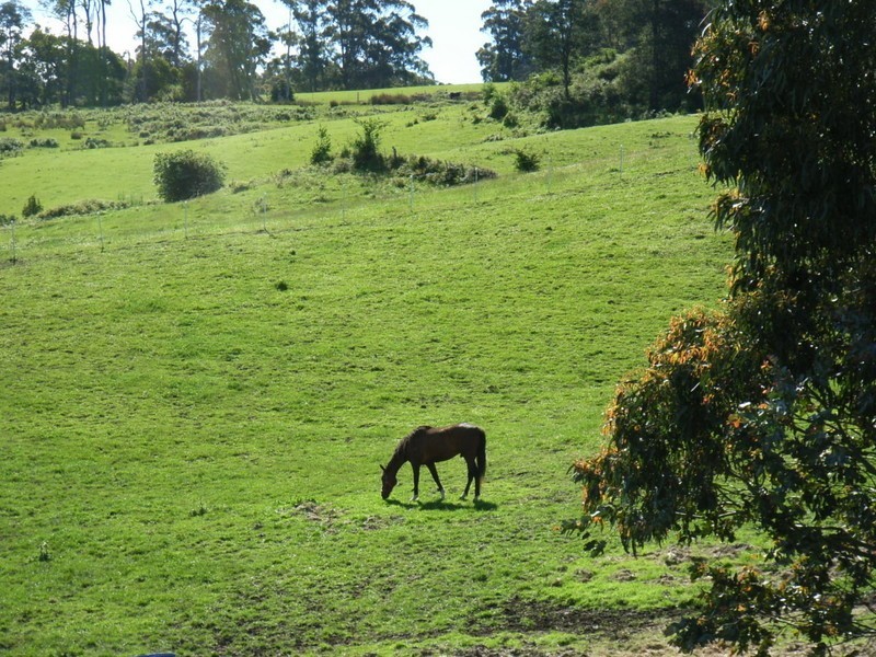 1517 Birralee Road, Birralee TAS 7303