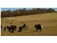 265 Tarleton Road, Tarleton, Spreyton TAS 7310