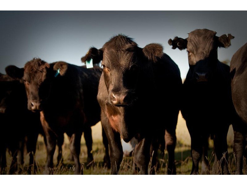 265 Tarleton Road, Tarleton, Spreyton TAS 7310