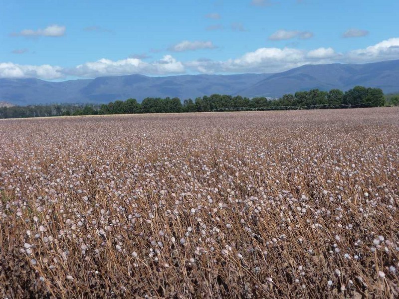 241 Elphinstone Road, Cressy TAS 7302