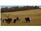 265 Tarleton Road, Tarleton, Spreyton TAS 7310