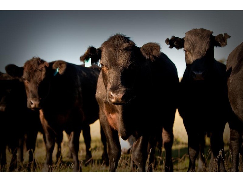 265 Tarleton Road, Tarleton, Spreyton TAS 7310
