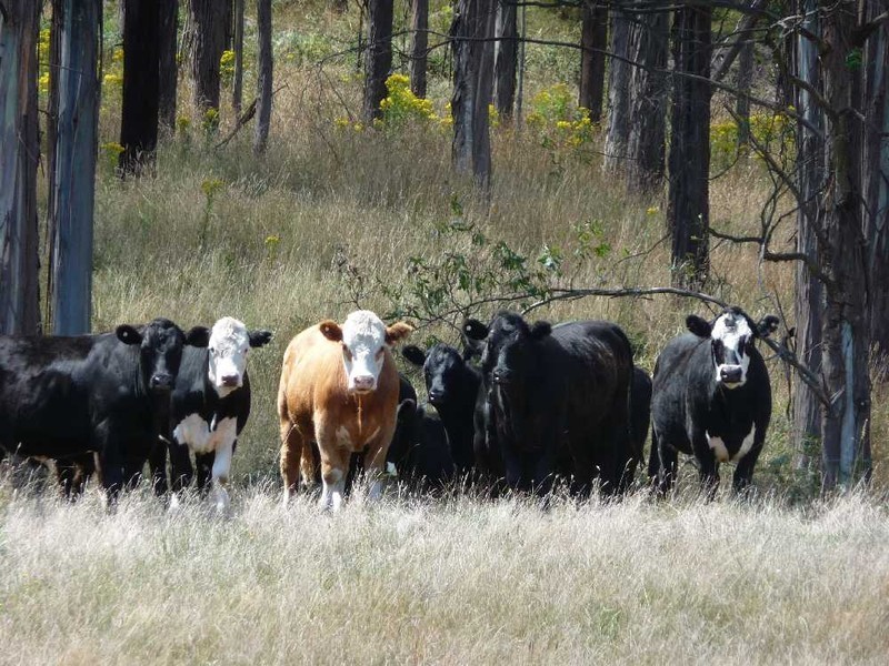 45 Collins Road and 76 Windsors Road, Karoola TAS 7267