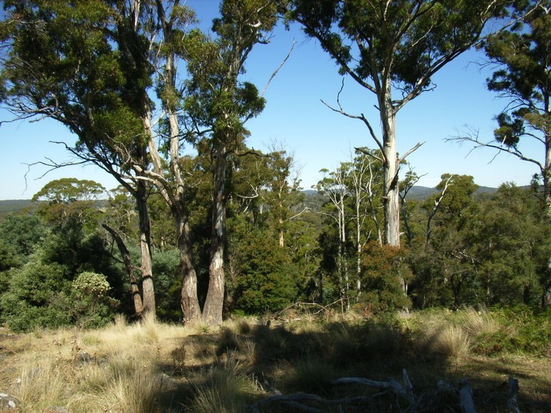 Grindelwald TAS 7277