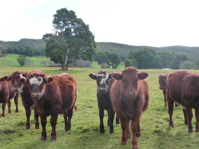 33317 Tasman Highway, Legerwood TAS 7263