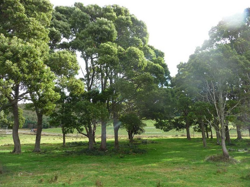 33317 Tasman Highway, Legerwood TAS 7263